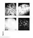 Fig. 09 - Method and carrier complexes for delivering molecules to cells