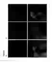 Fig. 10 - Method and carrier complexes for delivering molecules to cells