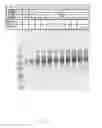 Fig. 09 - MODIFIED HOST CELLS AND USES THEREOF