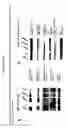 Fig. 13 - Antibody drug conjugates