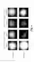 Fig. 09 - FUNCTIONALIZED PEPTIDE TRANSPORTERS FOR CELLULAR UPTAKE