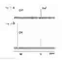Fig. 23 - Delivery system in micellar form having modular spectral response based on enzyme-responsive amphiphilic PEG-dendron hybrid polymers