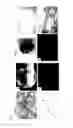 Fig. 02 - ADIPOCYTE SHEET, THREE-DIMENSIONAL STRUCTURE THEREOF, AND METHOD FOR PRODUCING THE SAME