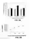 Fig. 06 - Mineralization and Biological Modification of Biomaterial Surfaces