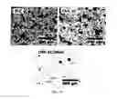 Fig. 08 - Composite Absorbent Particles for Drying an Emulsions