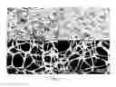 Fig. 06 - SUPERHYDROPHOBIC SPONGE AS AN EFFICIENT OIL ABSORBENT MATERIAL FOR OIL SPILL CLEANUP APPLICATIONS