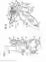 Fig. 08 - Front derailleur device for a bicycle chain shift