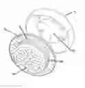 Fig. 01 - CAP FOR GLASS BOTTLES