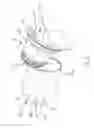 Fig. 06 - Capsule and system for the beverage preparation