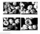 Fig. 04 - Antifungal compound