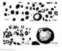 Fig. 05 - Antifungal compound