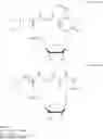 Fig. 19 - Dithiolane functionalized nucleoside amidites and supports for stronger immobilization of bio-molecules on solid surfaces