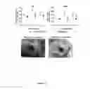 Fig. 06 - Group A vaccine
