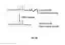 Fig. 40 - Extended recombinant polypeptides and compositions comprising same