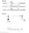 Fig. 43 - Extended recombinant polypeptides and compositions comprising same