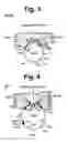 Fig. 04 - RECOMBINANT EXPRESSION OF MULTIPROTEIN COMPLEXES USING POLYGENES