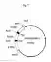 Fig. 06 - RECOMBINANT EXPRESSION OF MULTIPROTEIN COMPLEXES USING POLYGENES