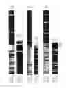 Fig. 02 - Novel Brain Chemokine Samdori and Use Thereof
