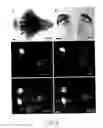 Fig. 07 - Novel Brain Chemokine Samdori and Use Thereof