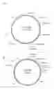 Fig. 03 - Binding molecule having influenza A virus-neutralizing activity produced from human B cell