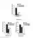 Fig. 06 - Method of treating diabetic nephropathy by administering antibodies to vascular endothelial growth factor B (VEGF-B)