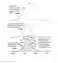 Fig. 41 - METHODS OF TREATING PROSTATE CANCER WITH ANTI-PROSTATE SPECIFIC MEMBRANE ANTIGEN ANTIBODIES