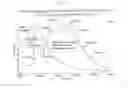 Fig. 42 - METHODS OF TREATING PROSTATE CANCER WITH ANTI-PROSTATE SPECIFIC MEMBRANE ANTIGEN ANTIBODIES