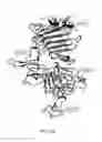 Fig. 60 - Antibody that binds ErbB-2 and ErbB-3