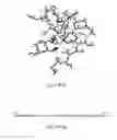 Fig. 62 - Antibody that binds ErbB-2 and ErbB-3