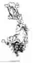 Fig. 63 - Antibody that binds ErbB-2 and ErbB-3