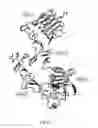 Fig. 66 - Antibody that binds ErbB-2 and ErbB-3