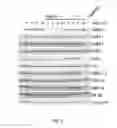 Fig. 79 - Antibody that binds ErbB-2 and ErbB-3