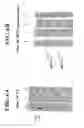 Fig. 05 - MASP-2, A Complement Fixing Enzyme, and Uses for It