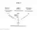 Fig. 06 - MASP-2, A Complement Fixing Enzyme, and Uses for It