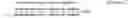 Fig. 02 - Composition comprising branched multipeptide vaccine and vaccine comprising the same