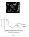 Fig. 02 - White-light fluorescent material, and manufacturing method and use thereof