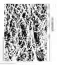 Fig. 29 - BIOLOGICALLY-RELEVANT SELECTIVE ENCLOSURES FOR PROMOTING GROWTH AND VASCULARIZATION