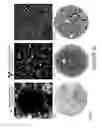 Fig. 37 - BIOLOGICALLY-RELEVANT SELECTIVE ENCLOSURES FOR PROMOTING GROWTH AND VASCULARIZATION