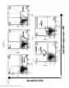 Fig. 09 - Enrichment and characterization of human corneal endothelial cells (hCENC) with novel monoclonal antibody
