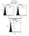 Fig. 10 - Enrichment and characterization of human corneal endothelial cells (hCENC) with novel monoclonal antibody