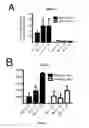 Fig. 02 - Mammalian neural plate border stem cells capable of forming neural tube and neural crest cell lineages including central and peripheral neurons