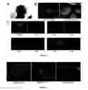 Fig. 03 - Mammalian neural plate border stem cells capable of forming neural tube and neural crest cell lineages including central and peripheral neurons
