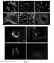 Fig. 04 - Mammalian neural plate border stem cells capable of forming neural tube and neural crest cell lineages including central and peripheral neurons