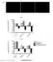 Fig. 05 - Mammalian neural plate border stem cells capable of forming neural tube and neural crest cell lineages including central and peripheral neurons