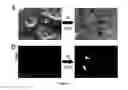 Fig. 10 - Mammalian neural plate border stem cells capable of forming neural tube and neural crest cell lineages including central and peripheral neurons