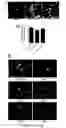 Fig. 13 - Mammalian neural plate border stem cells capable of forming neural tube and neural crest cell lineages including central and peripheral neurons