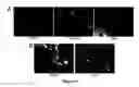 Fig. 16 - Mammalian neural plate border stem cells capable of forming neural tube and neural crest cell lineages including central and peripheral neurons