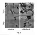 Fig. 09 - In vitro expansion of erythroid cells
