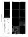 Fig. 11 - Methods for epicardial differentiation of human pluripotent stem cells