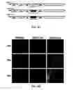 Fig. 09 - Chimeric viruses presenting non-native surface proteins and uses thereof